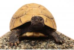 Turtles Animal photo references